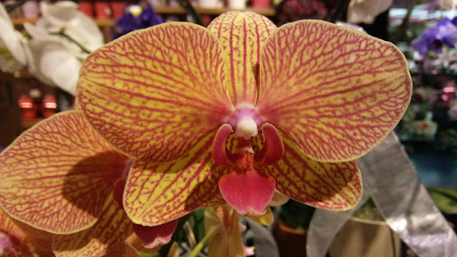 Grocery Store «Safeway», reviews and photos, 50 Solano Square, Benicia, CA 94510, USA