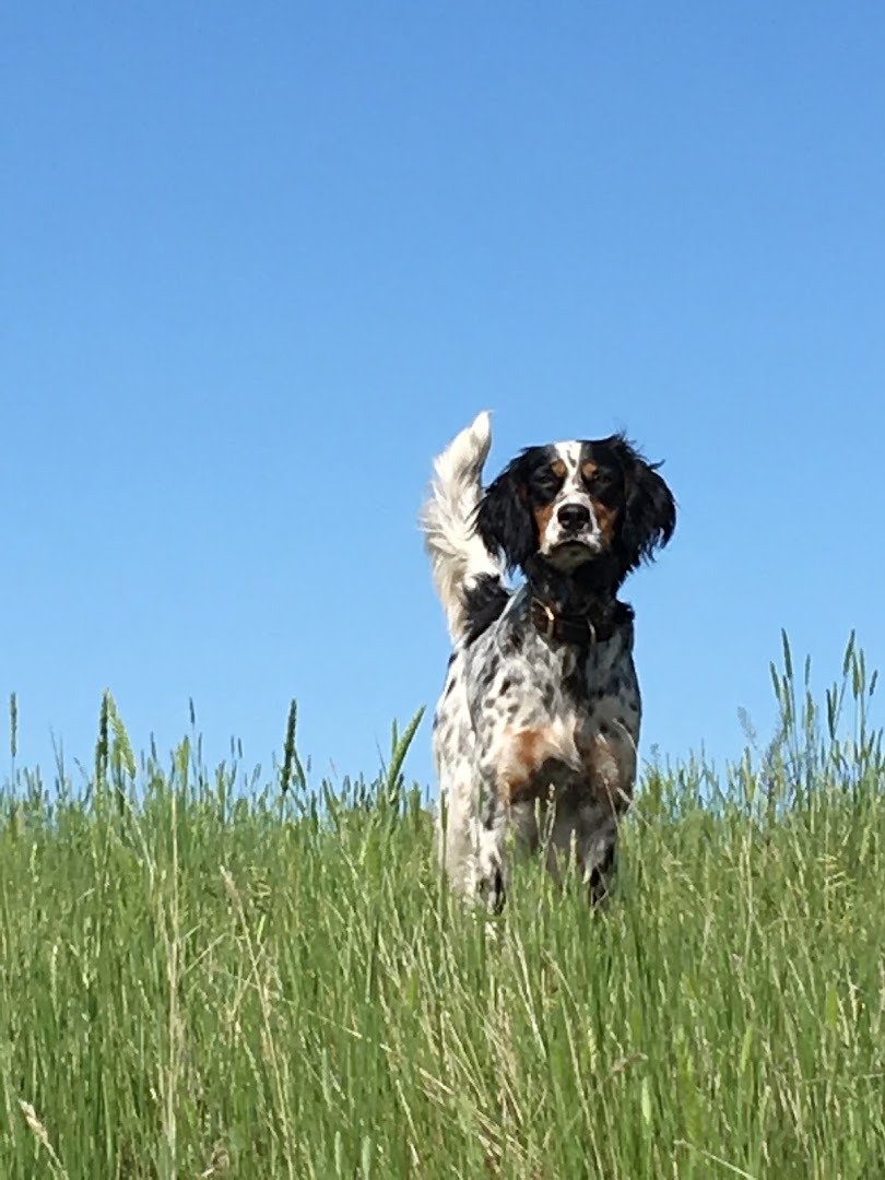 Montana Bird Dog Company