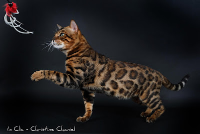 Chatterie Panthera du Maquis à Alando