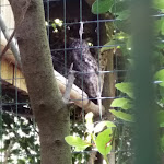 Photo n°31 de l'avis de Lorenzo.� fait le 06/06/2019 à 13:55 sur le  Parc Gallorose à Loc. Cedrino