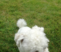 KGV Lister Damm Kolonie Lerchenheim photo