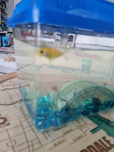 Pet Supply Store «Petco Animal Supplies», reviews and photos, 8111 W Broward Blvd, Plantation, FL 33324, USA