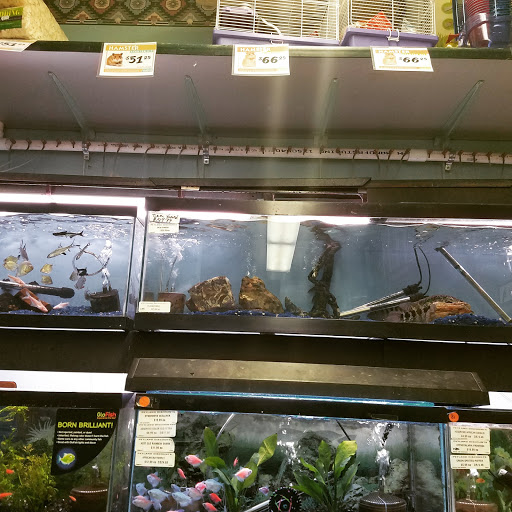 Pet Store «Petland Discounts - Pitkin Avenue», reviews and photos, 1689 Pitkin Ave, Brooklyn, NY 11212, USA