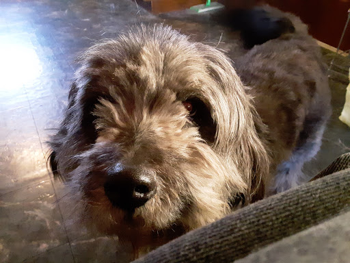 Pet Supply Store «Pet Supplies Plus», reviews and photos, 254 S Illinois Ave, Oak Ridge, TN 37830, USA