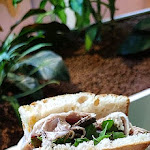 Photo n°4 de l'avis de Giada. fait le 22/08/2022 à 21:19 sur le  All'Antico Vinaio à Campi Bisenzio