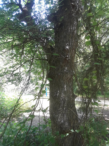 Park «James McKnight Park East», reviews and photos, 700 U.S. 287 Frontage Rd, Mansfield, TX 76063, USA