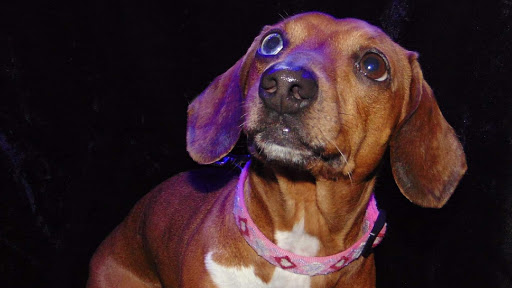 Robin Grooms & Pet Photography