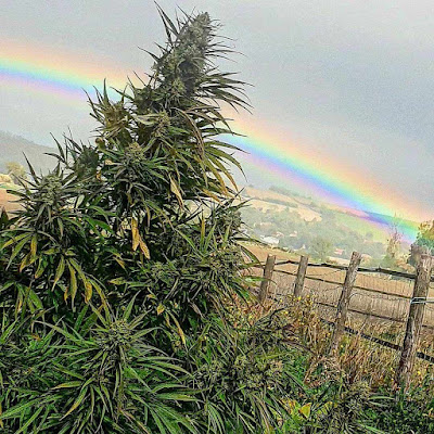 Pacha Ganja CBD à Aigueperse