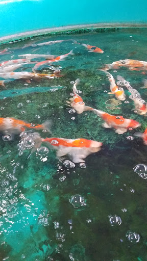 Fish Farm «Kloubec Koi», reviews and photos, 1375 Baxter Ave NW, Amana, IA 52203, USA