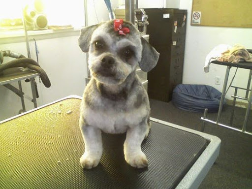 The Grooming Jeannie