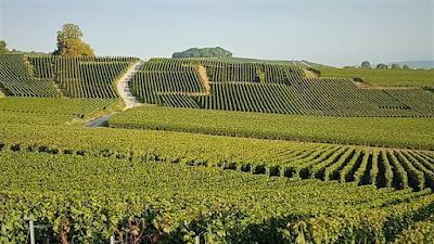 Les Raisins Dorés à Rilly-la-Montagne