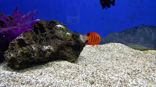 Aquarium «Aquarium World», reviews and photos, 13157 Northwest Fwy, Houston, TX 77040, USA