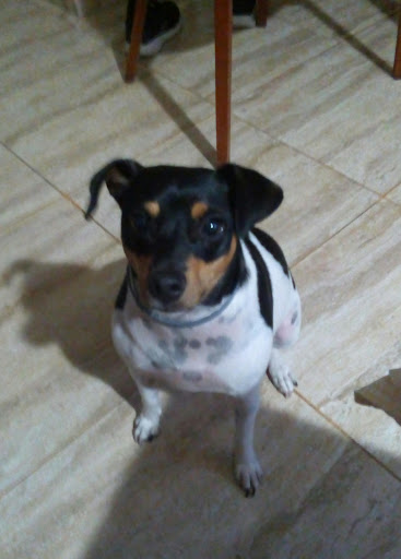 La Clínica Veterinaria de Manuela en Murcia