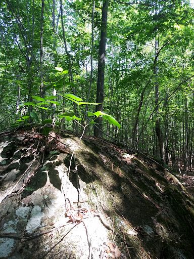 Brumley Nature Preserve Expansion