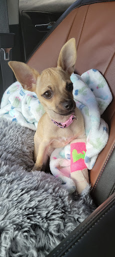 Pet Supply Store «PetSmart», reviews and photos, 6590 20th St, Vero Beach, FL 32966, USA