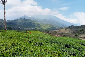 Puncak Pass Bogor image