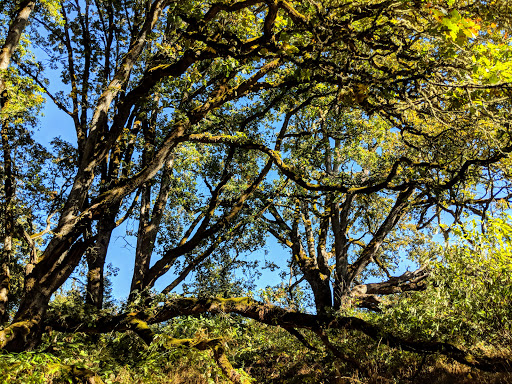 Resort «Oregon Garden», reviews and photos, 879 W Main St, Silverton, OR 97381, USA