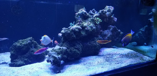 Aquarium «Deep Blue Aquariums», reviews and photos, 580 N Bullard Ave #64, Goodyear, AZ 85338, USA