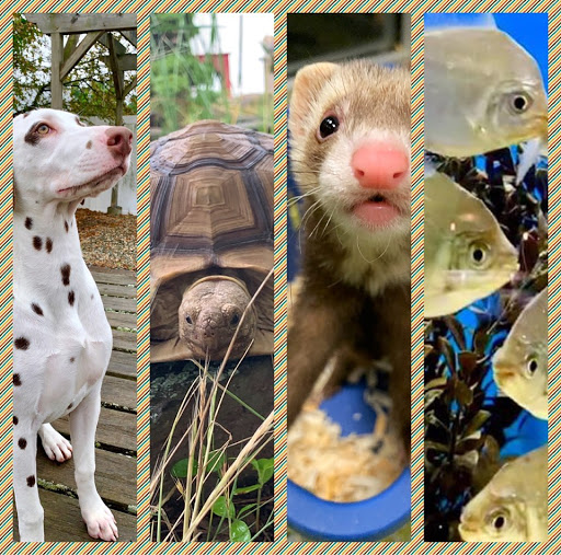 Pet Store «All Pets Club», reviews and photos, 1167 N Colony Rd, Wallingford, CT 06492, USA