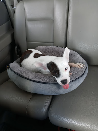 Pet Supply Store «Petco Animal Supplies», reviews and photos, 5975 20th St, Vero Beach, FL 32966, USA