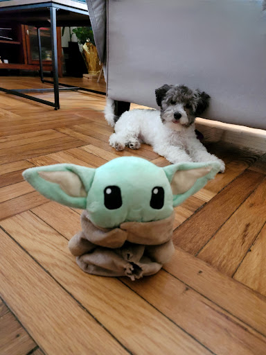 Pet Supply Store «Zoo-Rama Pets», reviews and photos, 2566 E Tremont Ave, Bronx, NY 10461, USA