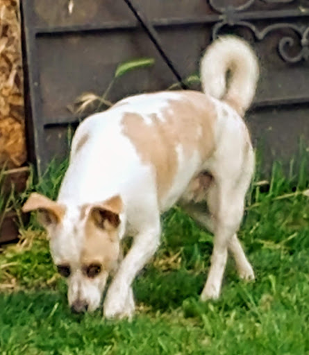 Pet Supply Store «PetSmart», reviews and photos, 865 Colusa Ave, Yuba City, CA 95991, USA