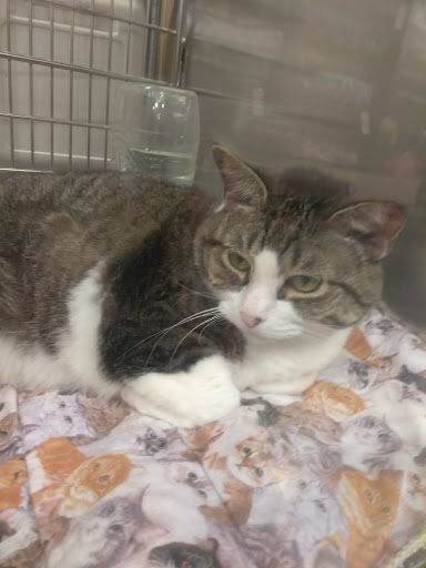 Pet Supply Store «Petco Animal Supplies», reviews and photos, 2722 N Josey Ln #107, Carrollton, TX 75007, USA