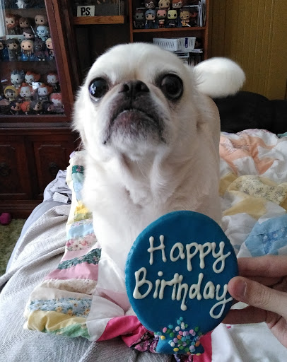 Pet Supply Store «Pet Food Shoppe Ltd», reviews and photos, 6 Harding St, Lakeville, MA 02347, USA