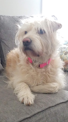 Pet Groomer «Belly scRubs Self Service Pet Wash», reviews and photos, 119 WV-34 #1, Hurricane, WV 25526, USA