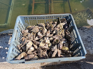 Photo n°7 de Ets Ven Les Huîtres de l’Île Blanche- Carantec à Carantec ()