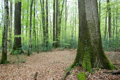 Forêt Patrimoine à Paris