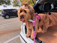 Dogtopia of Frisco-Preston - Photo 2 - Car repair in Frisco, TX, Plano