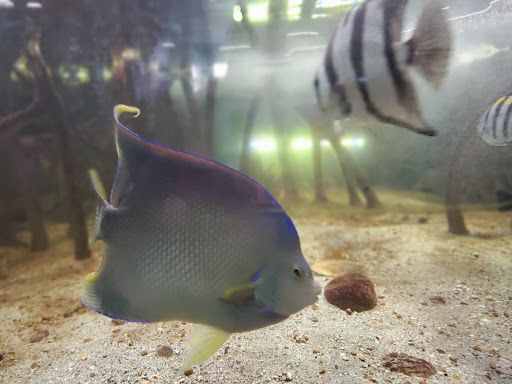 Aquarium «Biomes Marine Biology Center», reviews and photos, 6640 Post Rd, North Kingstown, RI 02852, USA
