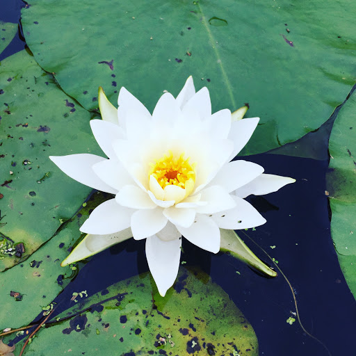 Park «Millennium Park», reviews and photos, 300 Gardner Street, West Roxbury, MA 02132, USA