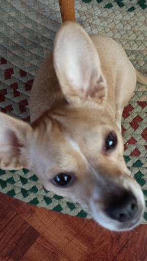 Public Golf Course «Neshaminy Valley Golf Club - OPEN to PUBLIC», reviews and photos, 440 Almshouse Rd, Richboro, PA 18954, USA