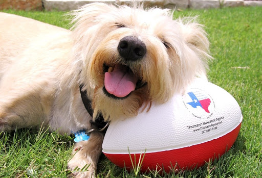 Insurance Agency «Thumann Agency, Inc», reviews and photos