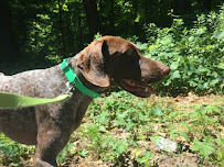 Home Sweet Home Pet Care, LLC - Photo 2 - Car repair in , Hartford