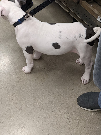 Pet Supply Store «Petco Animal Supplies», reviews and photos, 660 Chestnut Commons Dr, Elyria, OH 44035, USA