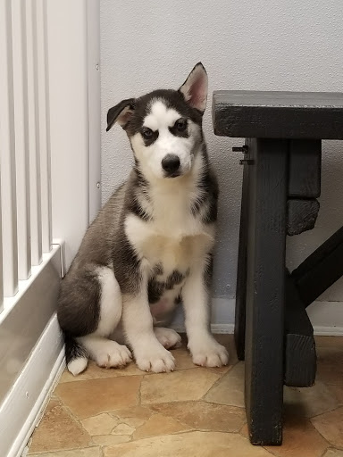 Pet Store «Puppy City», reviews and photos, 3343 Valley Pike, Winchester, VA 22602, USA