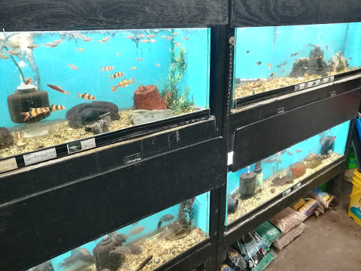 Aquarium «Tropical Treasures», reviews and photos, 3502 W Greenway Rd Suite 7, Phoenix, AZ 85053, USA