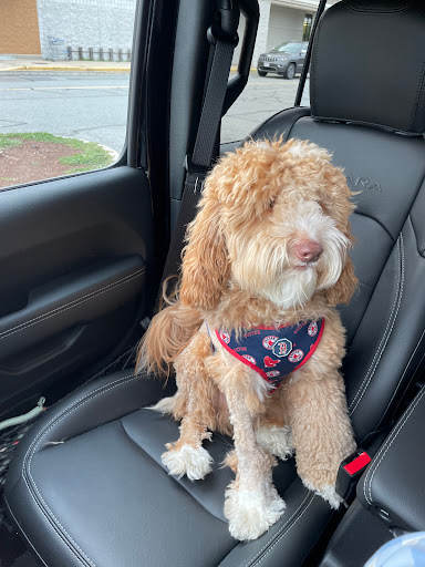 Pet Supply Store «PetSmart», reviews and photos, 250 Grossman Dr, Braintree, MA 02184, USA