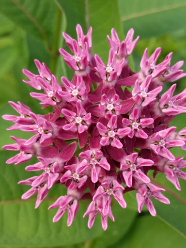 Nature Preserve «Cook County Forest Preserve», reviews and photos, 1700 N Quentin Rd, Palatine, IL 60074, USA