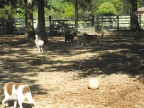 Barkingham Palace - Car repair in Lacombe, LA, Mandeville - Rated 4.6/5