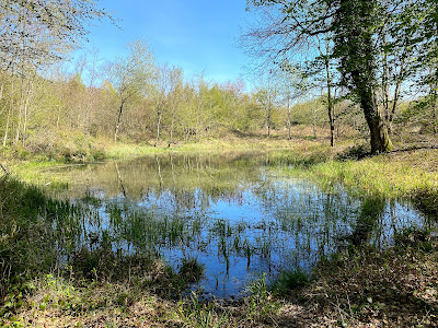 Le Chêne aux Mares à Le Plessis-Brion