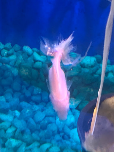 Pet Store «Petland Discounts - Bay Parkway», reviews and photos, 2205 86th St, Brooklyn, NY 11214, USA