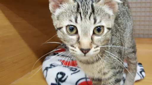 Pet Supply Store «Petco Animal Supplies», reviews and photos, 1014 Shoppes At Midway Dr, Knightdale, NC 27545, USA