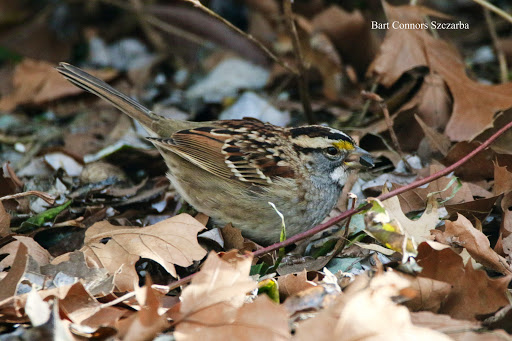 Gym «CrossFit New Haven», reviews and photos, 1175 State St # 201, New Haven, CT 06511, USA