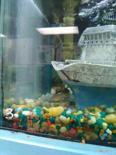 Pet Groomer «Grove City Agway & Pets», reviews and photos, 111 Breckenridge St, Grove City, PA 16127, USA