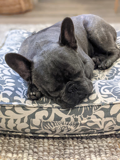 24 Hour Dog Daycare image