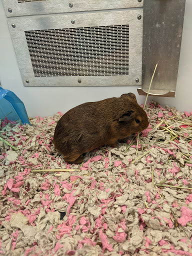 Pet Supply Store «Petco Animal Supplies», reviews and photos, 1310 Tingle Cir E b, Mobile, AL 36606, USA